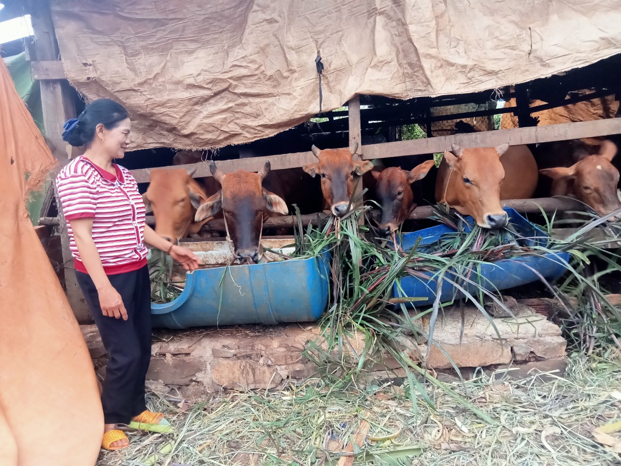 Phát huy hiệu quả từ mô hình trồng, chăm sóc cây cà phê kết hợp chăn nuôi bò từ nguồn vốn tín dụng chính sách